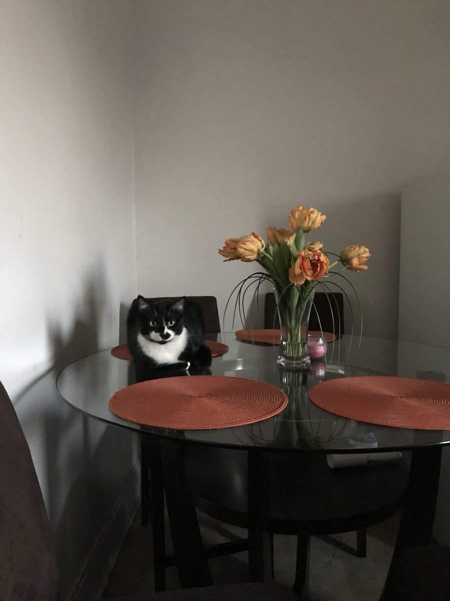 K_Reem211's tweet photo. ⁦@FOX29philly⁩ ⁦@AlexHolleyFOX29⁩ ⁦⁦@MikeFOX29⁩ his name is Oreo https://t.co/HIYsHkEZbG