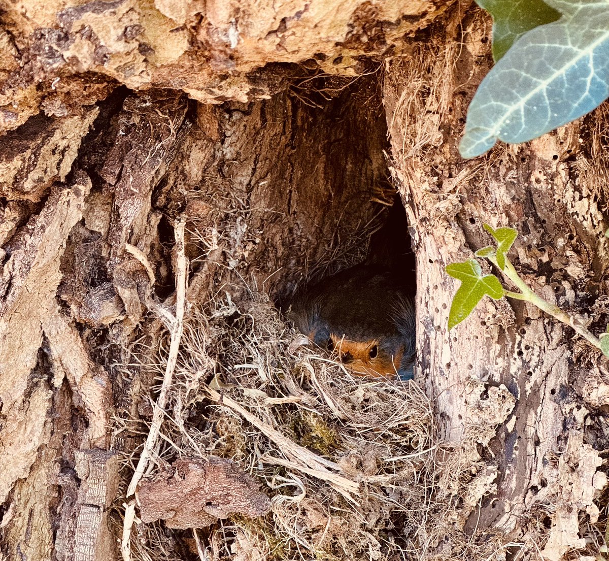 Ties van Dooren tweet media