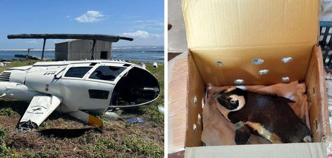 RT_com's tweet photo. Penguin crashes helicopter in South Africa — recently published gov report reveals

Investigation found that a box containing a Penguin slipped off passenger's lap, hitting the aircraft's control, causing it to smash to the ground

Humans and the flightless bird luckily survived https://t.co/JyM4Lkf8AT