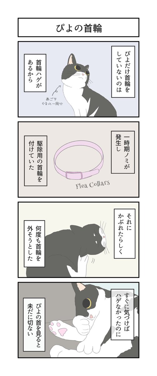 chihana_mv's tweet photo. 【漫画】なずこまfuumi「ぴよの首輪」
今回は唯一、首輪をしていない「ぴよ」のお話です。
#漫��� #4コマ #猫 #日常 #オリジナル #comic #cats https://t.co/b6NbpTtAAI