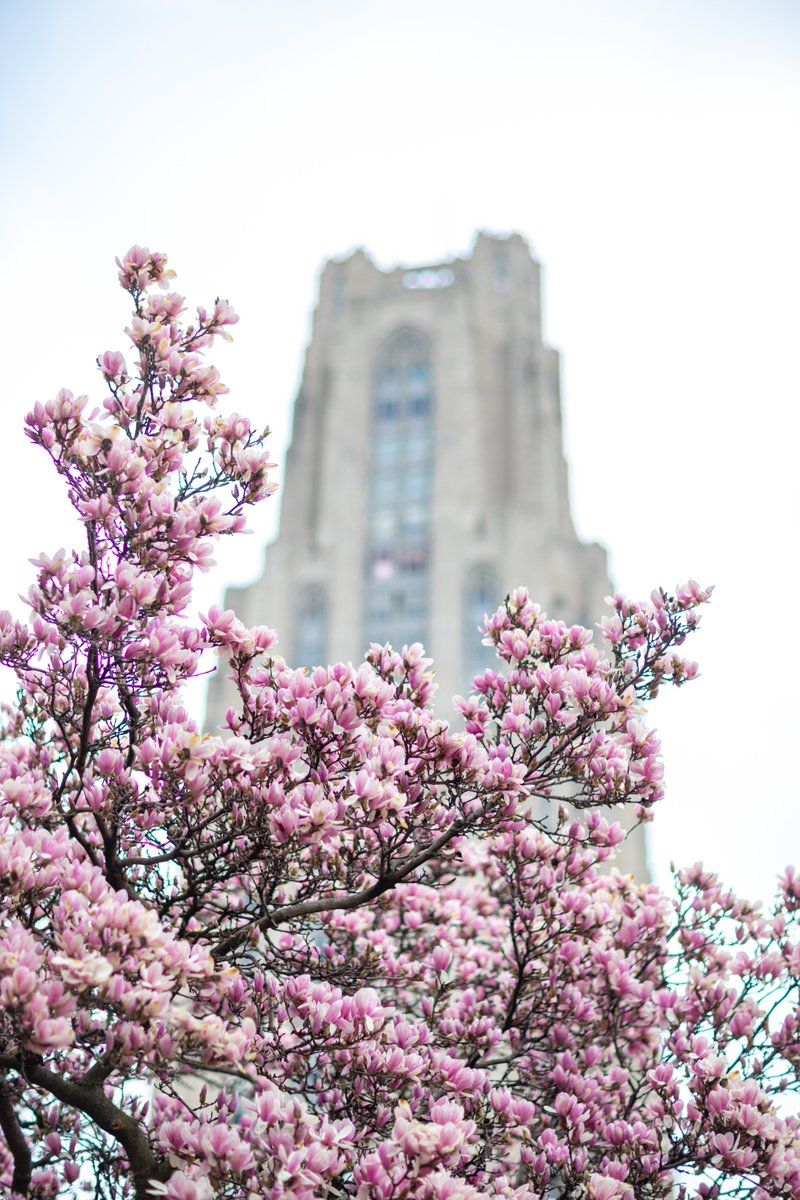 PittTweet's tweet image. In bloom