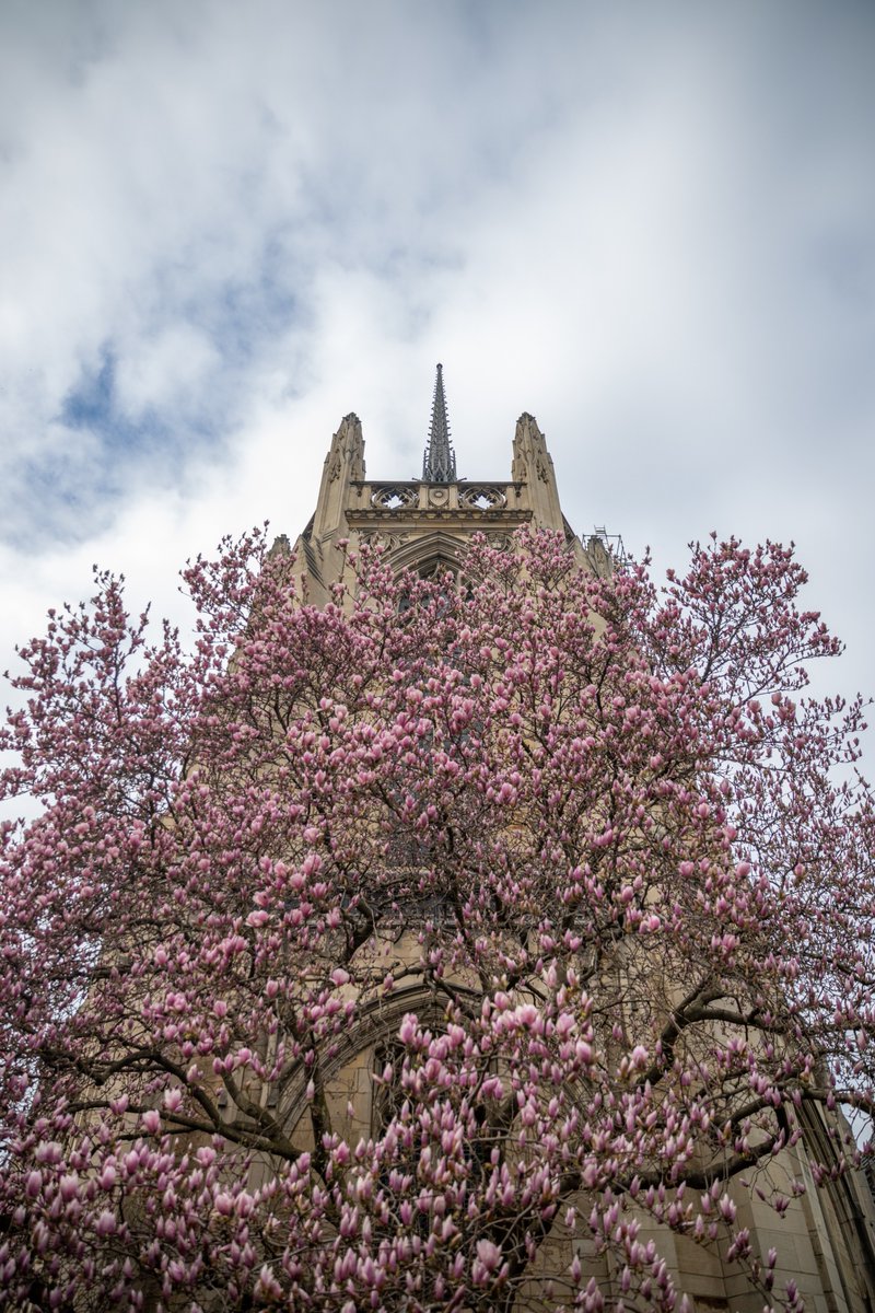PittTweet's tweet image. In bloom