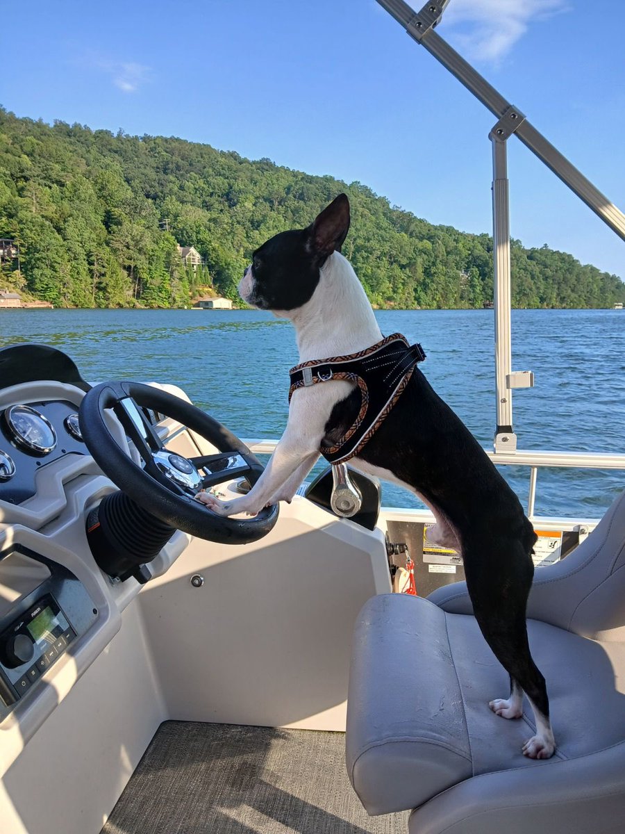 Tru7CEO's tweet photo. @FOX29philly @AlexHolleyFOX29 @MikeFOX29 #NationalPetDay 

Our Boston Terrier PIERCE steering the boat on Lake Lore! https://t.co/ptdqkn91IE