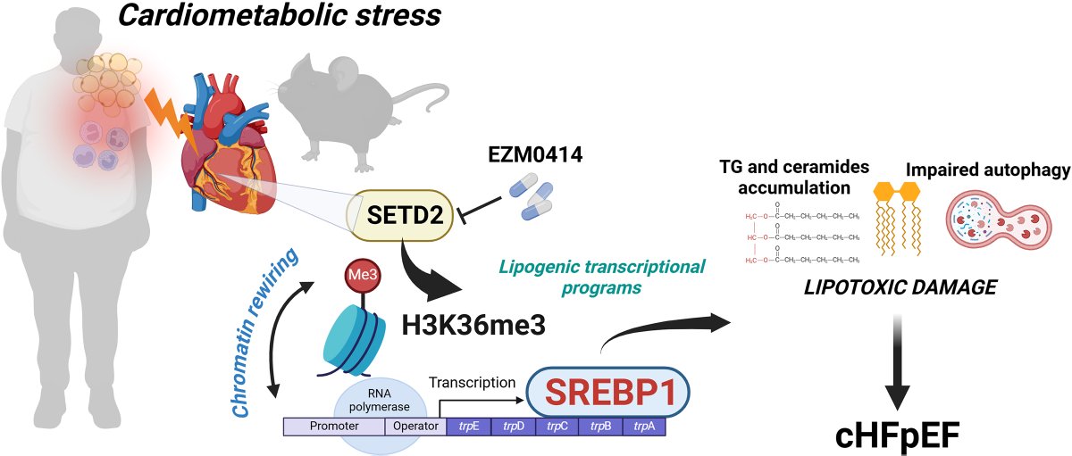 Francesco Paneni (@francescopaneni) on Twitter photo Our lab has identified a new epigenetic mechanism and a druggable target in #HFpEF. Extremely thankful to my amazing team and our fantastic collaborators! <a href="/CircRes/">Circulation Research</a> <a href="/UZH_en/">University of Zurich</a> <a href="/Unispital_USZ/">Unispital_USZ</a> <a href="/CTECresearch/">CTEC - Zurich University Heart Center</a> <a href="/PaneniLab/">Paneni Lab</a> ahajournals.org/doi/10.1161/CI… Our lab has identified a new epigenetic mechanism and a druggable target in #HFpEF. Extremely thankful to my amazing team and our fantastic collaborators! <a href="/CircRes/">Circulation Research</a> <a href="/UZH_en/">University of Zurich</a> <a href="/Unispital_USZ/">Unispital_USZ</a> <a href="/CTECresearch/">CTEC - Zurich University Heart Center</a> <a href="/PaneniLab/">Paneni Lab</a> ahajournals.org/doi/10.1161/CI…