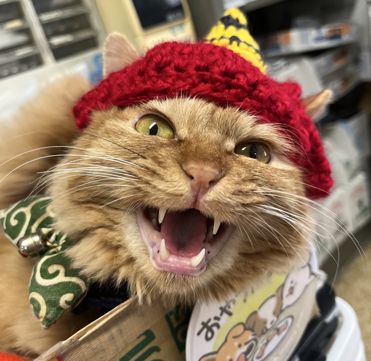 hako__124's tweet photo. 今年の節分は赤鬼の猫用帽子を編みました🧶　#猫　#ねこ  #編み物  #かぎ編み https://t.co/sTgNsIos1e