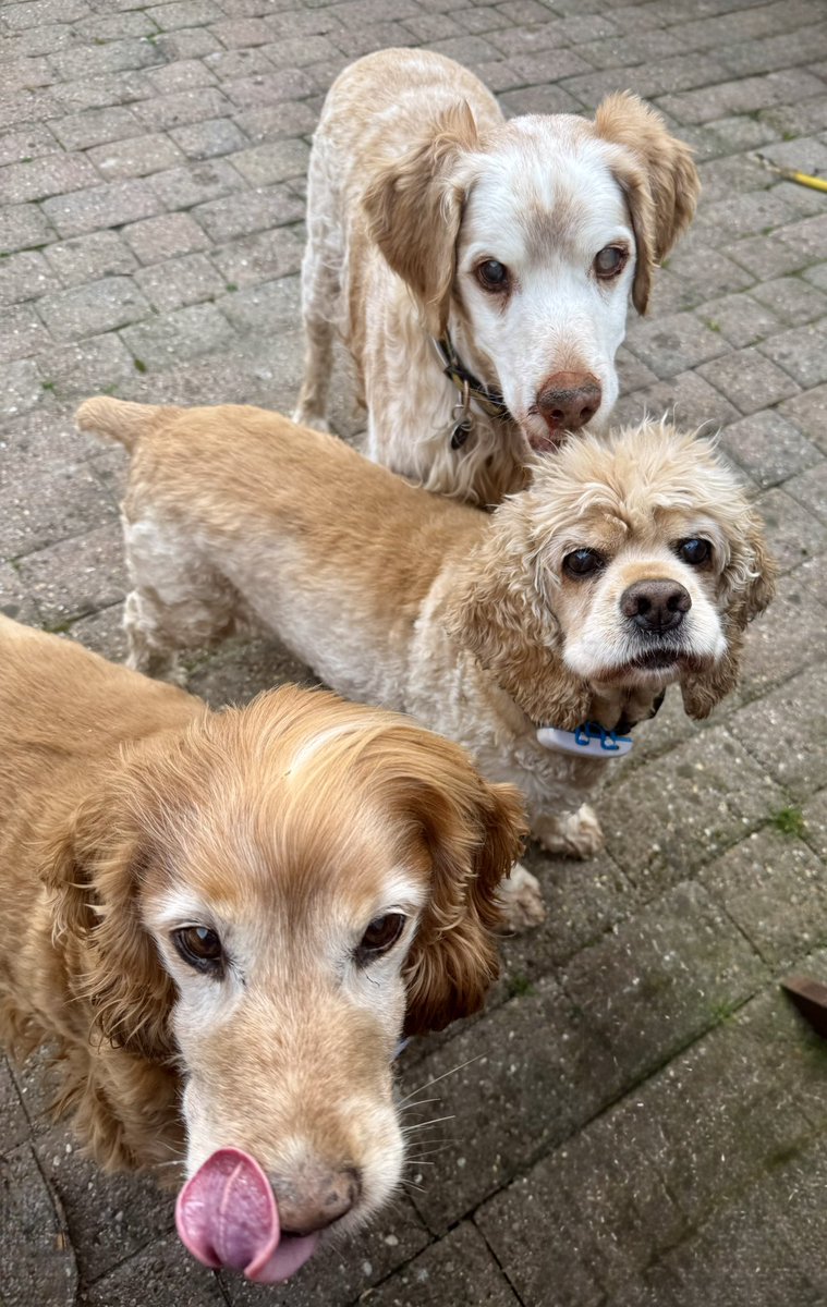 SpanielsSuper's tweet image. Mum?
Yes boys?
Apawrently it’s #NationalPetDay2025 ?
Is it boys?
Yes mum! So does that mean special treats &amp;amp; wonderful walks? Lots of fuss?
You mean like every other day in your lives boys?
Erm 🫤 #KindOf 
Mum?
Yes boys?
Do you think there should be #ScotchEggs on