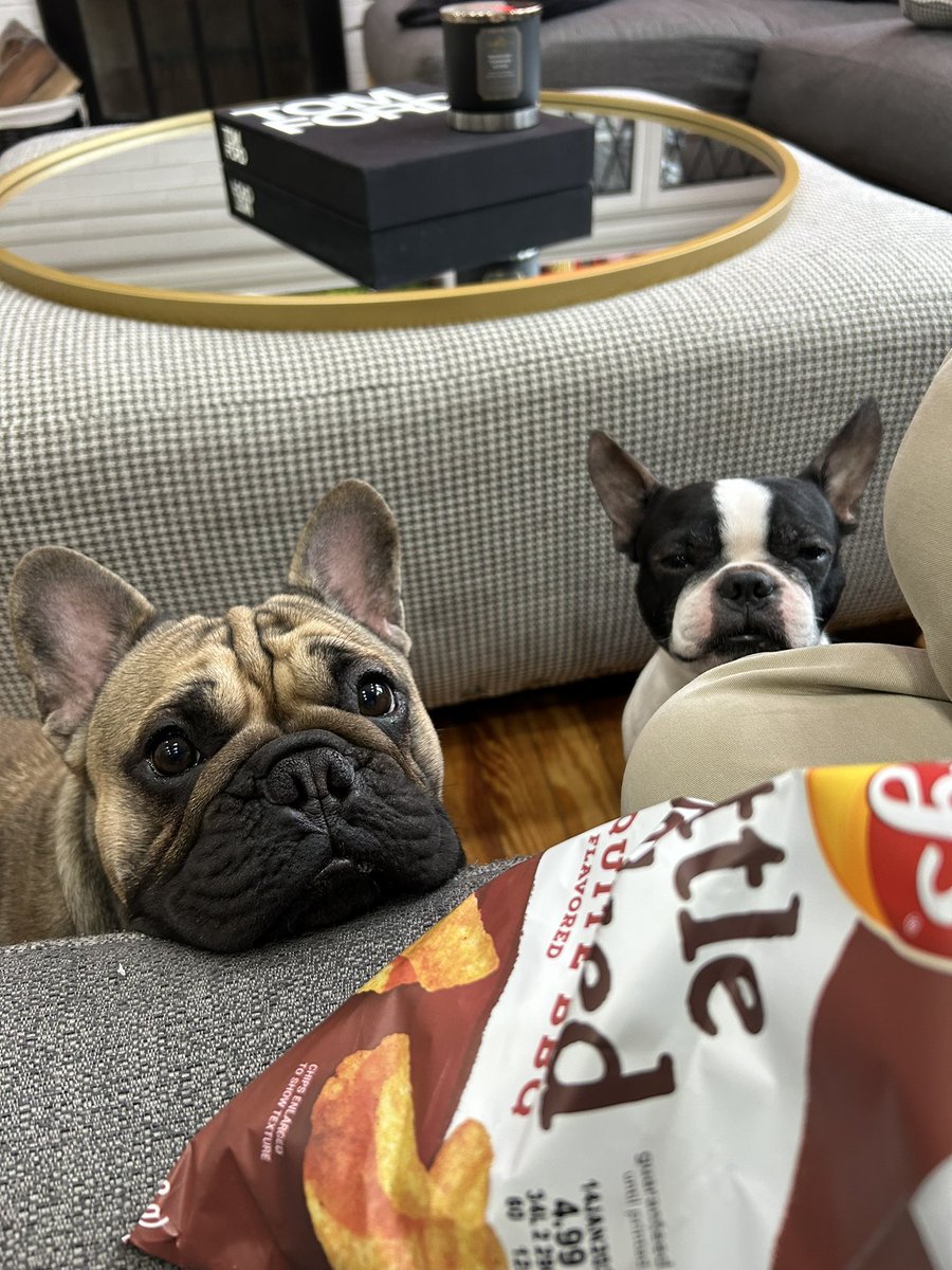 Tru7CEO's tweet photo. @FOX29philly @AlexHolleyFOX29 @MikeFOX29 #NationalPetDay 

These greedy guys - Always looking for a snack! Love these guys! 

Pierce - The Boston Terrier 
Sneaks - The Frenchie https://t.co/LlUwILRcPb