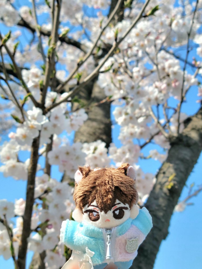 yeonflower123's tweet photo. #람솜잘살
#먼지옷장
#프대는_놀라워
#연꽃이피었솜
벚꽃사진 찰칵찰칵 https://t.co/cIBedRK5hm