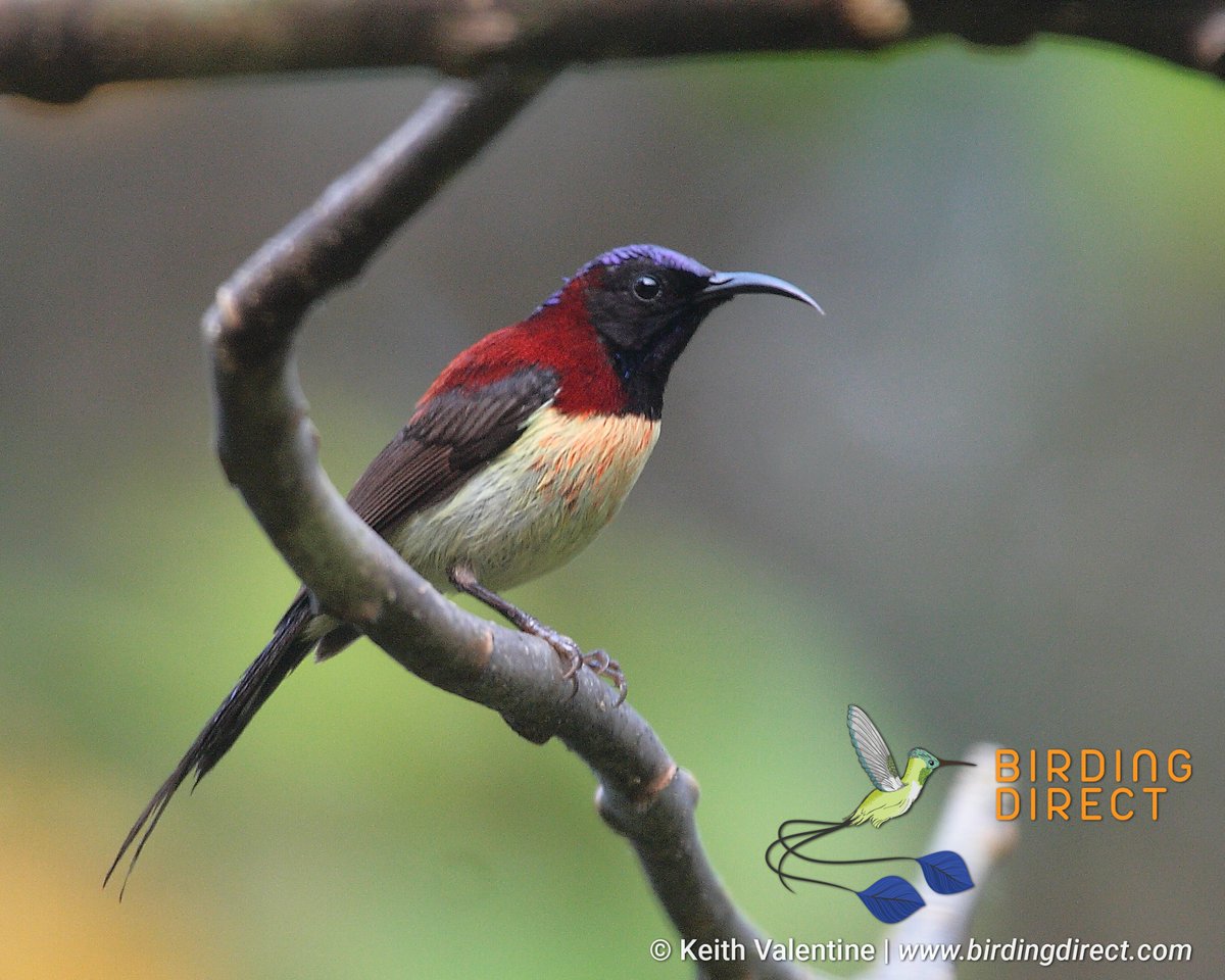 BirdingDirect's tweet photo. Known as the Land of Smiles, Thailand is a friendly nation where locals warmly welcome visitors to their beautiful corner of the world. 

https://t.co/IYdSXP0u5y https://t.co/KGfCxGa385