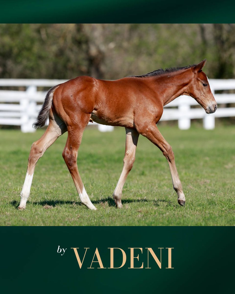 AgaKhanStuds's tweet photo. 🌟 "𝘈 𝘷𝘦𝘳𝘺 𝘦𝘭𝘦𝘨𝘢𝘯𝘵 𝘤𝘰𝘭𝘵, 𝘸𝘪𝘵𝘩 𝘭𝘰𝘢𝘥𝘴 𝘰𝘧 𝘲𝘶𝘢𝘭𝘪𝘵𝘺. 𝘏𝘦 𝘩𝘢𝘴 𝘴𝘪𝘻𝘦, 𝘴𝘤𝘰𝘱𝘦 𝘢𝘯𝘥 𝘴𝘵𝘳𝘦𝘯𝘨𝘵𝘩." 🌟

This smart #Vadeni colt - today's #FoalFriday star - is out of #Candara, dam of 3 Stakes winners including Gr.1 runner-up #Candarliya. https://t.co/IElCVza1QE