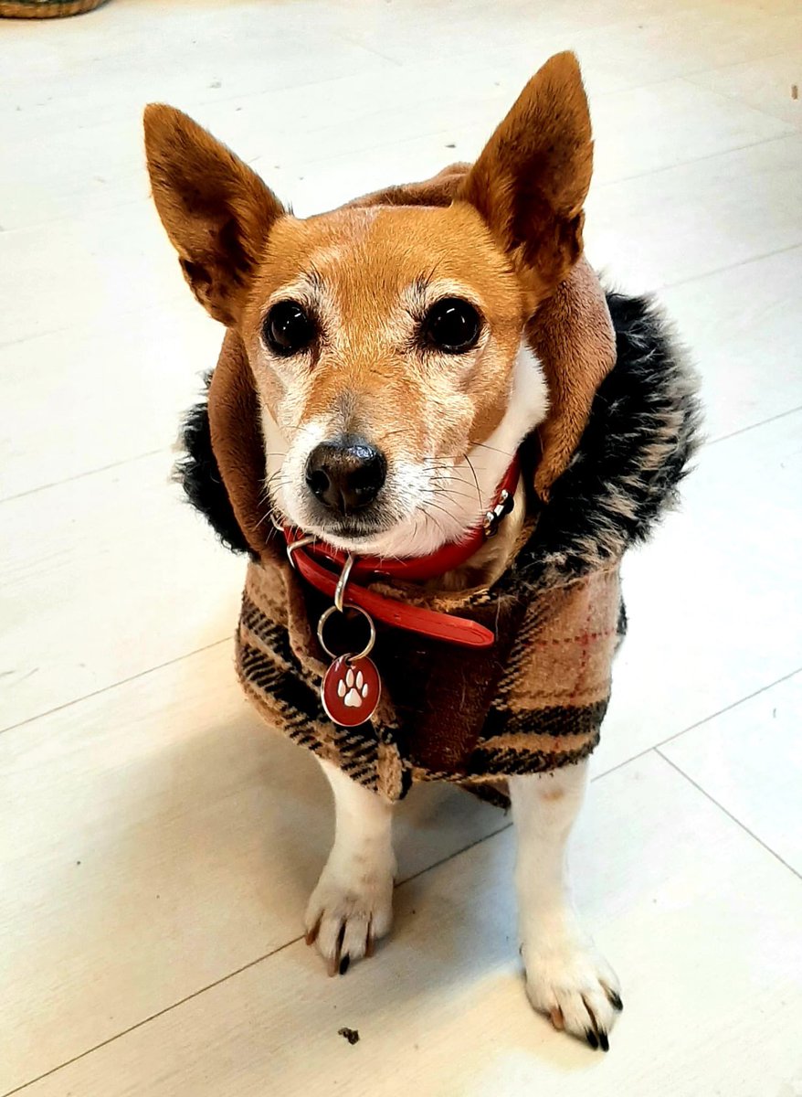 Cavu82's tweet photo. @MADRADogRescue Daisy Maye my beloved rescue dog. She means everything to me #AdoptDontShop https://t.co/82Q5VGFoMQ