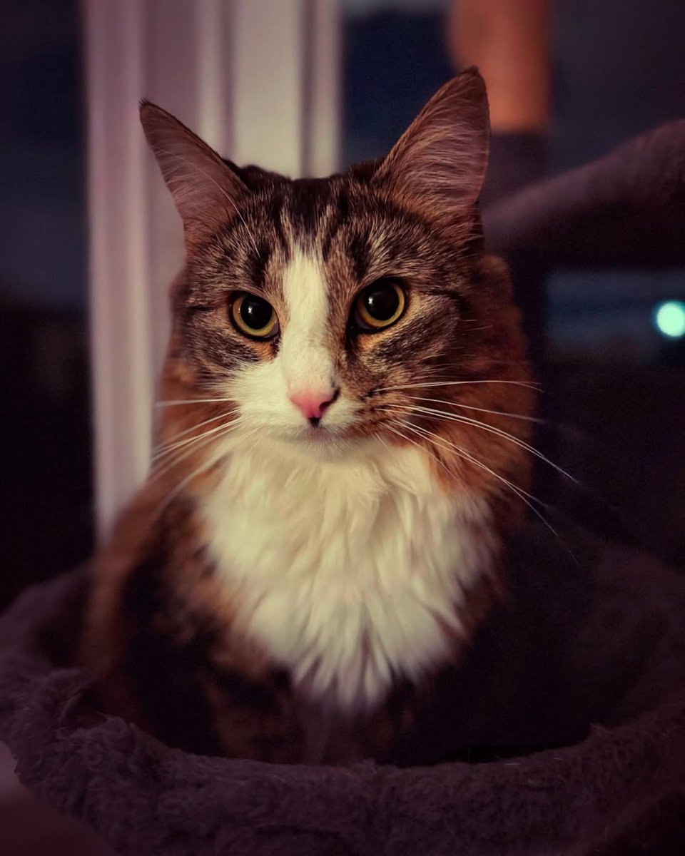 Susan Calman tweet media