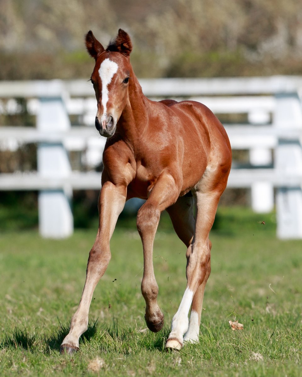 AgaKhanStuds's tweet photo. 🌟 "𝘈 𝘷𝘦𝘳𝘺 𝘦𝘭𝘦𝘨𝘢𝘯𝘵 𝘤𝘰𝘭𝘵, 𝘸𝘪𝘵𝘩 𝘭𝘰𝘢𝘥𝘴 𝘰𝘧 𝘲𝘶𝘢𝘭𝘪𝘵𝘺. 𝘏𝘦 𝘩𝘢𝘴 𝘴𝘪𝘻𝘦, 𝘴𝘤𝘰𝘱𝘦 𝘢𝘯𝘥 𝘴𝘵𝘳𝘦𝘯𝘨𝘵𝘩." 🌟

This smart #Vadeni colt - today's #FoalFriday star - is out of #Candara, dam of 3 Stakes winners including Gr.1 runner-up #Candarliya. https://t.co/IElCVza1QE