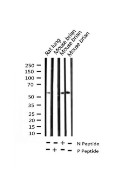 I am looking at an antibody to purchase, I am wondering who is the mouse Brian. :D Save the mouse Brian?