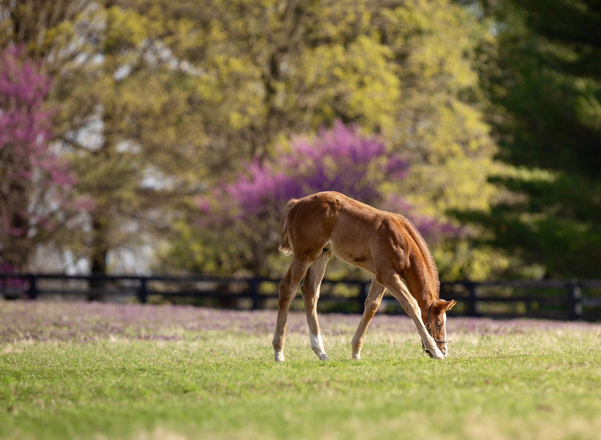 LanesEndFarms's tweet image. A stunning spring backdrop for this handsome Flightline Colt  #foalfriday #flightline #lefarm #lestallions