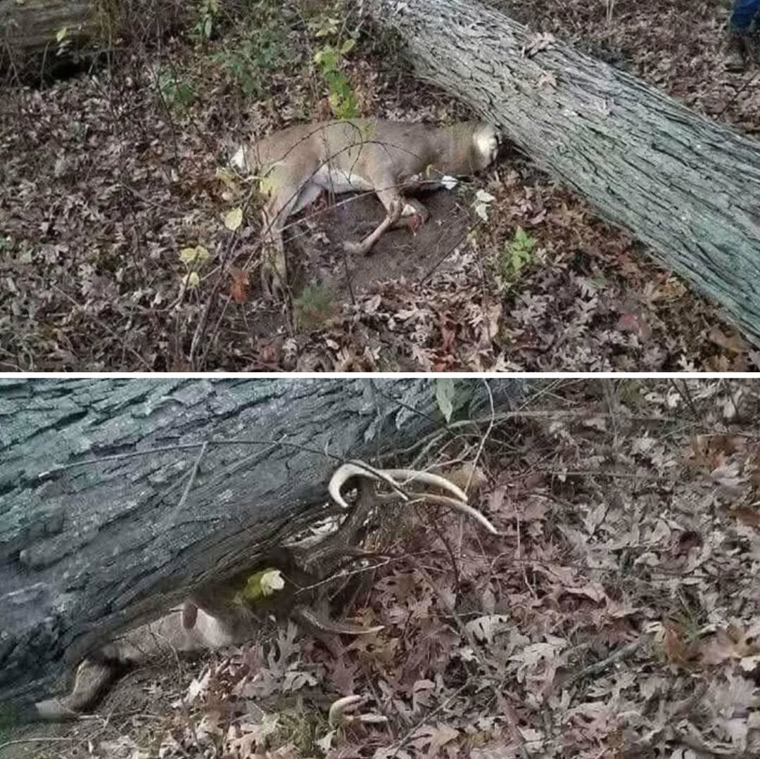 huntultimat's tweet photo. RT
Wrong place wrong time 😲😲😲😲😲
#huntingdeer #hunting #whitetail #frieren #withVyStar https://t.co/nYQVlCyvbF