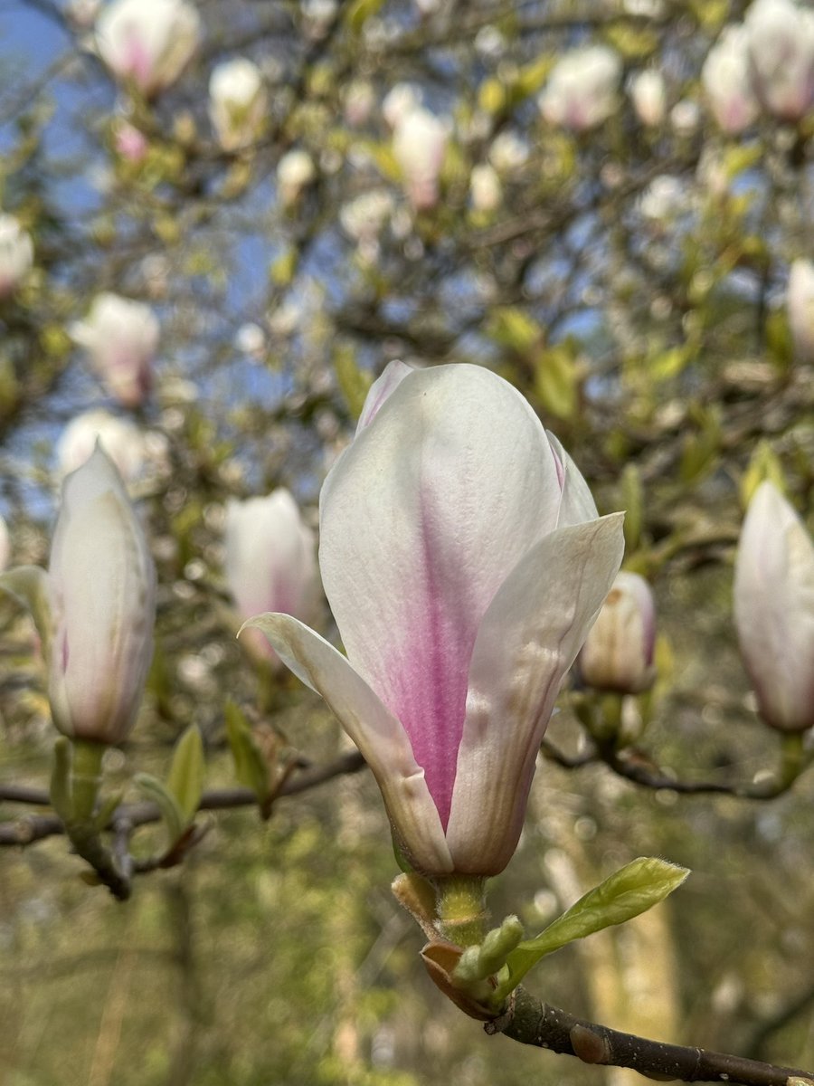 This garden really needs loads more Magnolia trees.