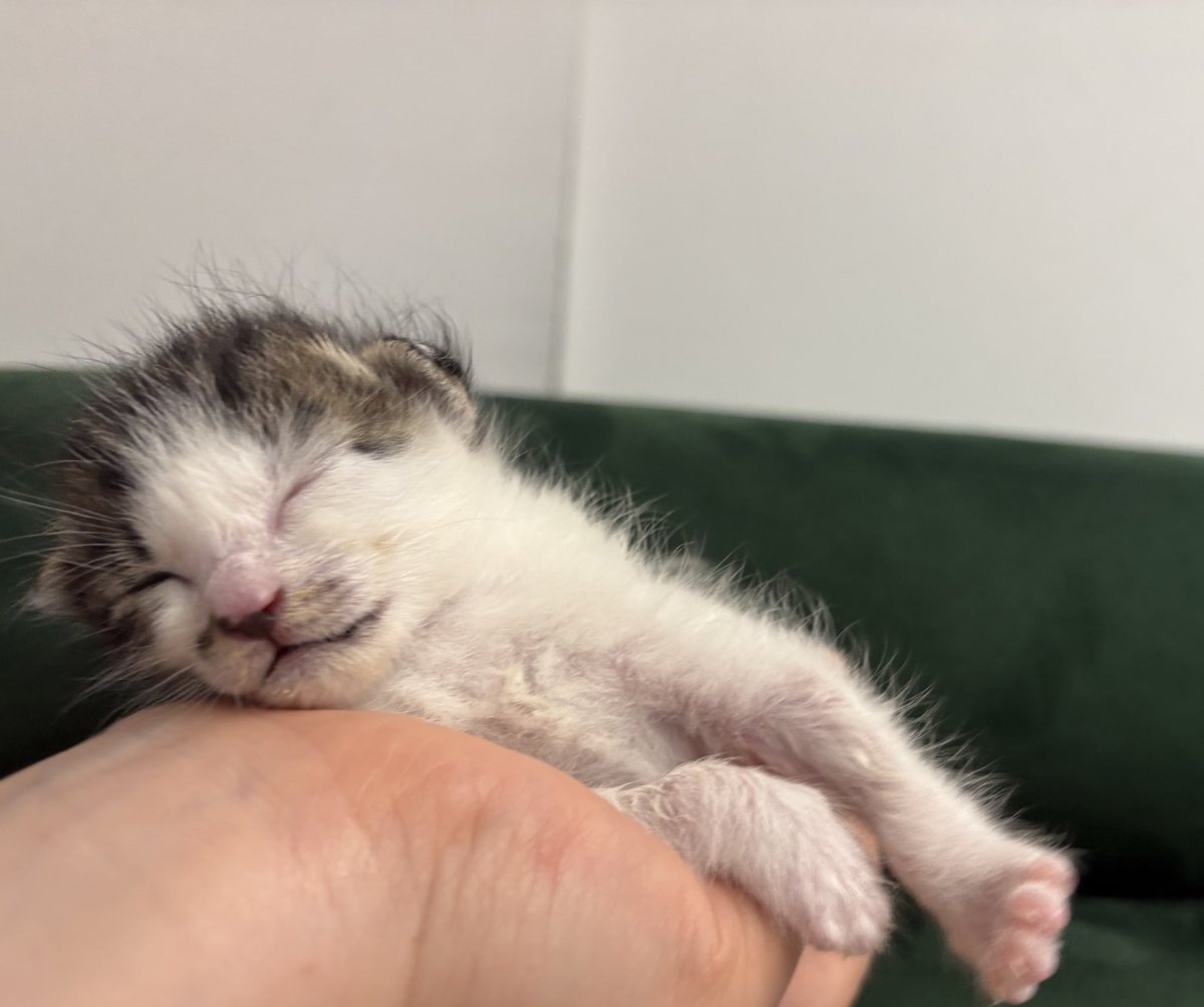 🫛💖리콩이 구조💖🫛
콩 하나 구조했더니, 다섯 콩이 되었어요.
리콩이의 자랑스러운 똥고양이 네마리와 리콩이 자랑합니다 ㅋ 입양 대 환 영👍
(베르무트, 도일이, 아가사, 콜롬보, 그리고 리콩이)

주의: 몹시 귀여움 과다
경고: 이 트윗 보고 입양 안 하면 후회함
#사지말고입양하세요