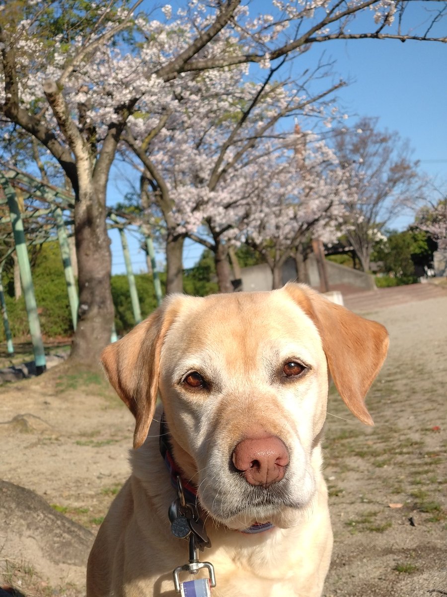 Tattsuun1's tweet photo. SAKURA🌸 https://t.co/Lh2gv4VnWT