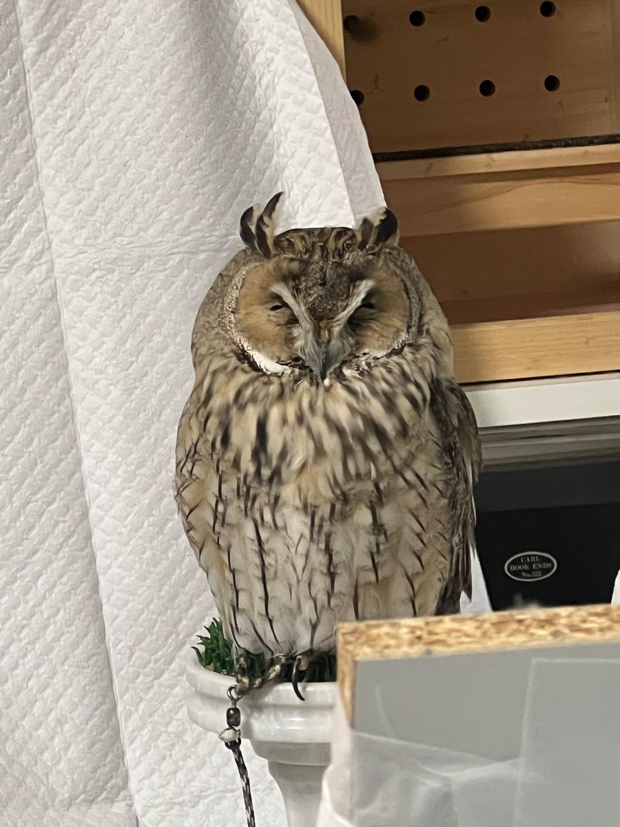 2歳になっちゃうぷくさん