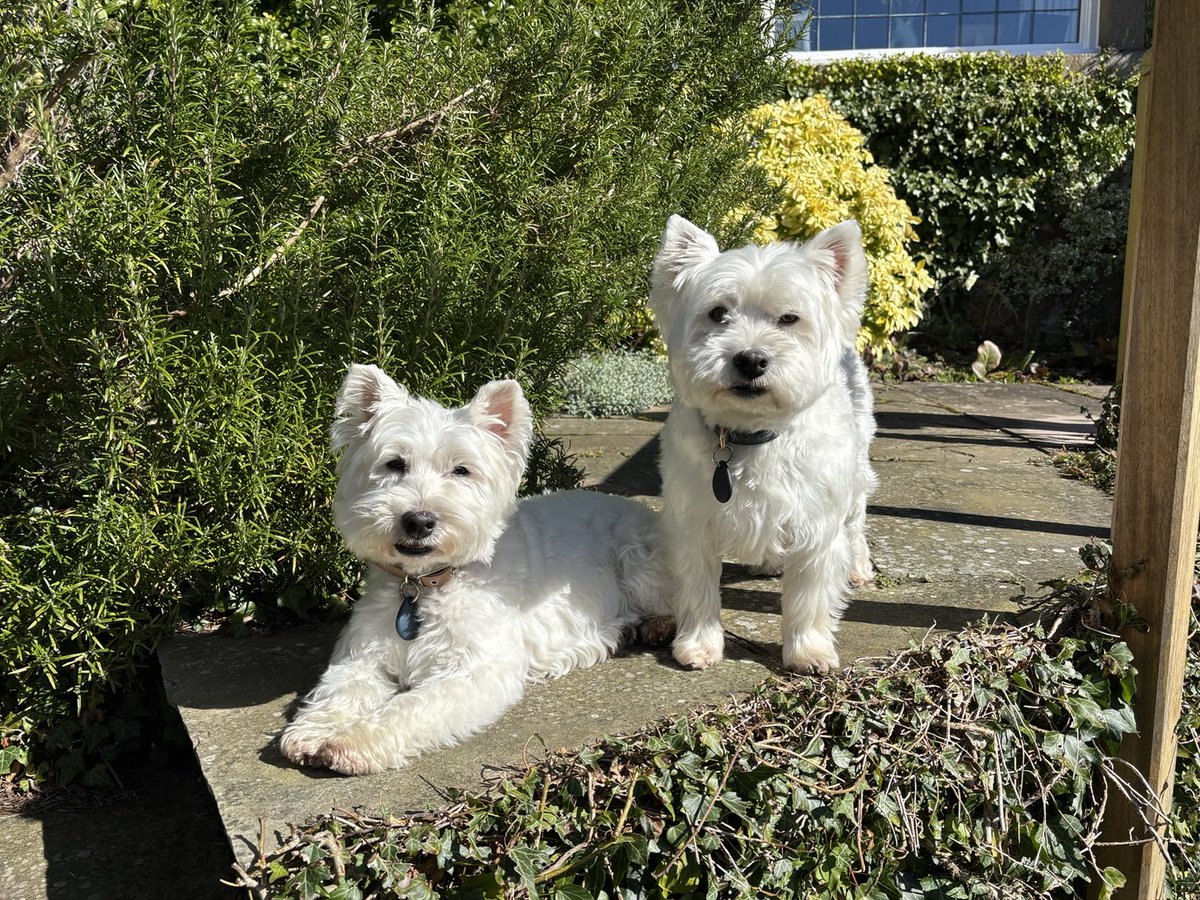 In honour of National Pet Day, the two best girls in the world 🤍