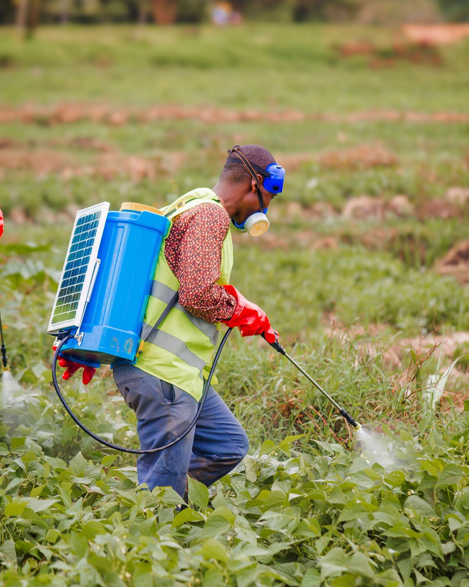SoukFarms's tweet photo. In partnership with the @yallayallagroup, we carried out on-field trials of their solar-powered spraying technology—a game-changer that makes crop spraying faster, more energy-efficient, and capable of covering a wider area with less physical strain.
#SustainableFarming https://t.co/s3juZlZrTK