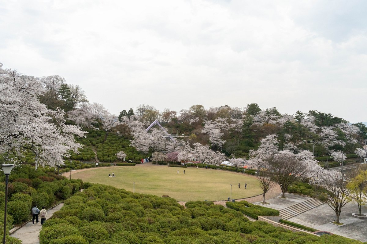 jj_tt's tweet photo. 西山公園の桜 https://t.co/eTzqROOdx4 #桜 #西山公園 #鯖江市 https://t.co/G3lCcg95sx