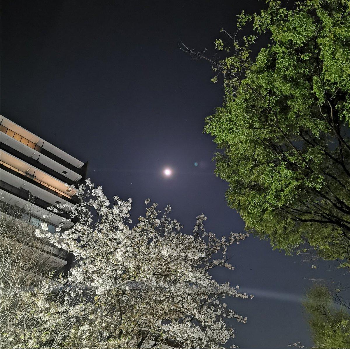 nickshormonsha_'s tweet photo. 十三番目の月
13번째 달
#달 #moon #Mond #Луна #місяць #lune #月亮 #月 #lua #चन्द्र #φεγγάρι #luna
#거의보름달 #ほぼ満月 #几乎满月 #nearlyfullmoon #almostfullmoon
#타마츠쿠리 #오사카 #玉造 #大阪 #Tamatsukuri #Osaka https://t.co/HImvdIdKla
