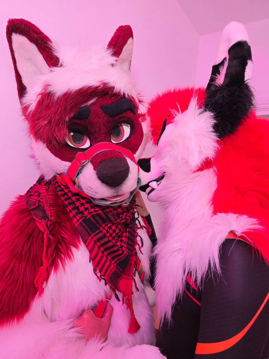 Stealing this red wolf for #FursuitFriday~ 
🔴: <a href="/AlfieTheWolf/">Alfie 🔜 FTR 🍻</a> 

📸: <a href="/InfinityFloof/">Infinity</a>