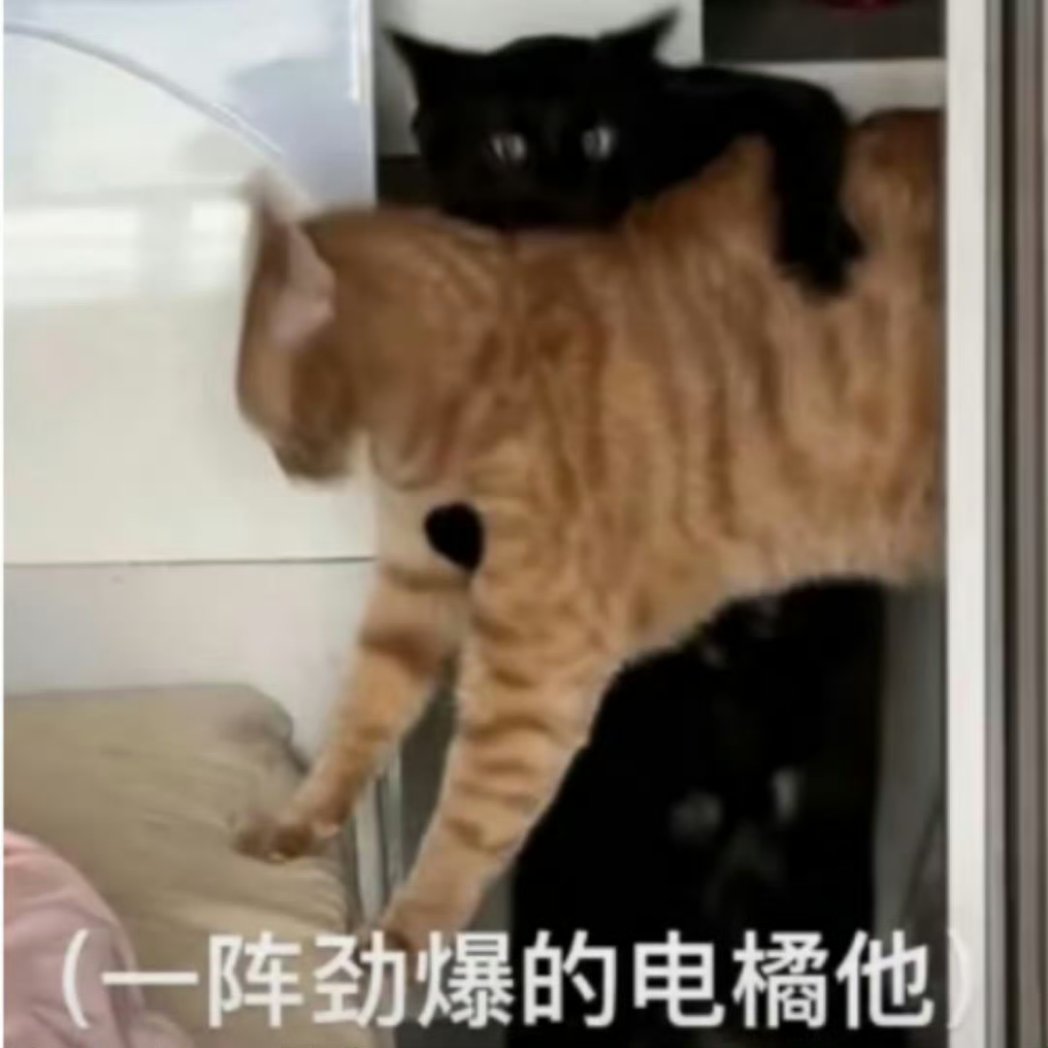 🐈‍⬛🐈meme #jaywon #젱양 #ENHYPENfanart