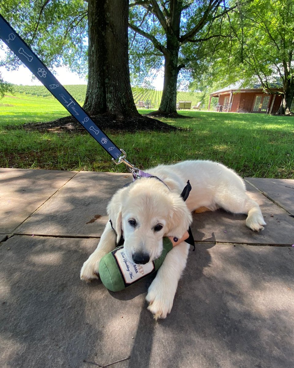 Trump Winery (@trumpwinery) on Twitter photo Celebrate #NationalPetDay by bringing your four-legged BFF to Trump Winery! πΎ
Today only, enjoy 15% off all pet merchandise in store and online. Don't forget to tag <a href="/trumpwinery/">Trump Winery</a> in photos of your pet at the winery for a chance to be featured!
#TrumpWinery #PetFriendly Celebrate #NationalPetDay by bringing your four-legged BFF to Trump Winery! πΎ
Today only, enjoy 15% off all pet merchandise in store and online. Don't forget to tag <a href="/trumpwinery/">Trump Winery</a> in photos of your pet at the winery for a chance to be featured!
#TrumpWinery #PetFriendly
