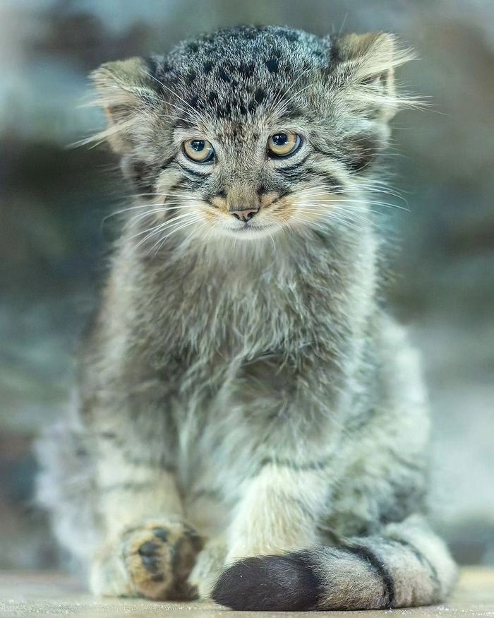 Naturepathway's tweet photo. Beautiful Jungle cat. #junglecat #felischaus #wildcatsofindia #india https://t.co/DpDyyHGGTV
