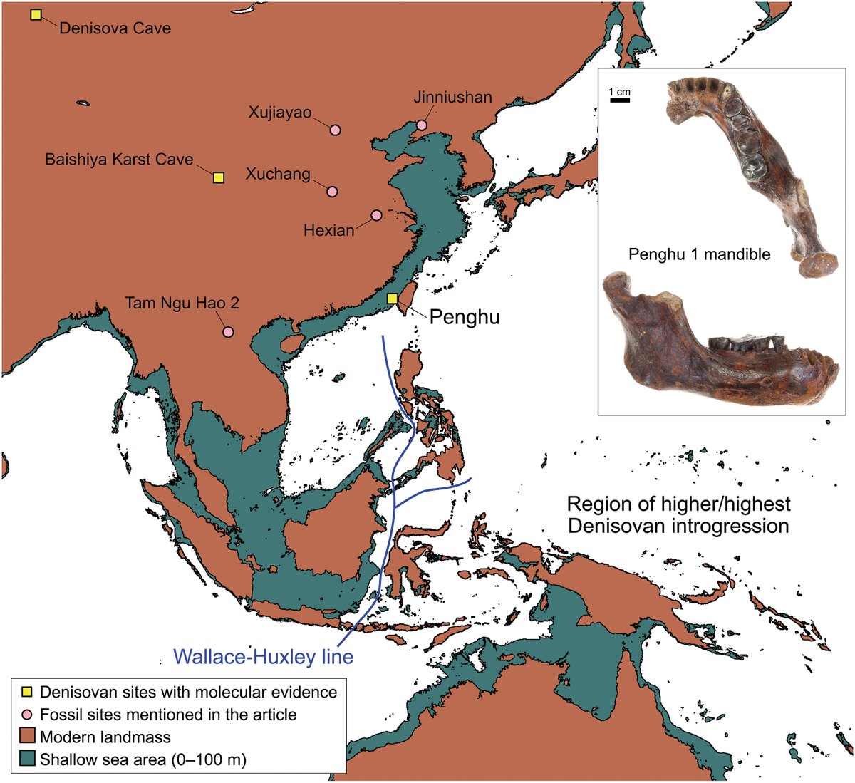 A male Denisovan mandible from Pleistocene Taiwan
| Science
science.org/doi/10.1126/sc…