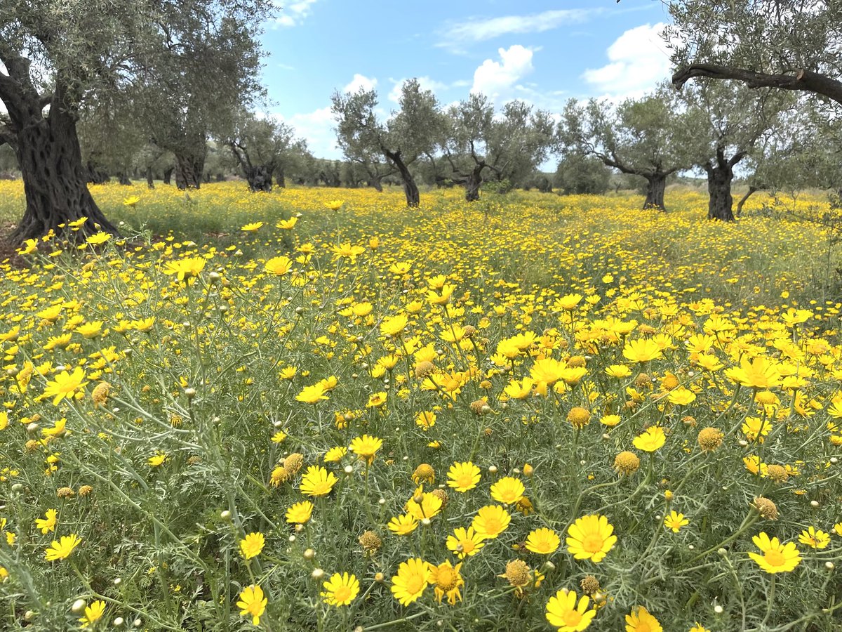 “Spring reminds us that life, though it may wither in winter, always holds the quiet promise of renewal; every bloom is the soul’s way of remembering how to begin again.”
