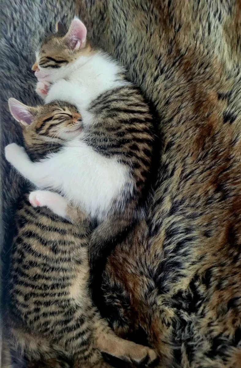 08150815k's tweet photo. @jk_rowling My Girls...🥰 https://t.co/MQISi0wpXT