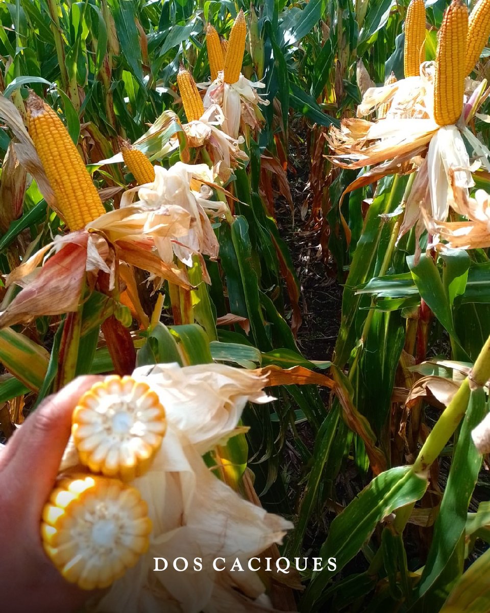 📍 Establecimiento “Don Mauricio”
🌽 Híbrido: Dk 7447 TRE | 65000 Plantas
✅ Asesoramiento Técnico: Ing. Agrónomo Álvaro Ponce

#bayer #dekalb #doscaciques #siembra #campo #campoargentino #maíz