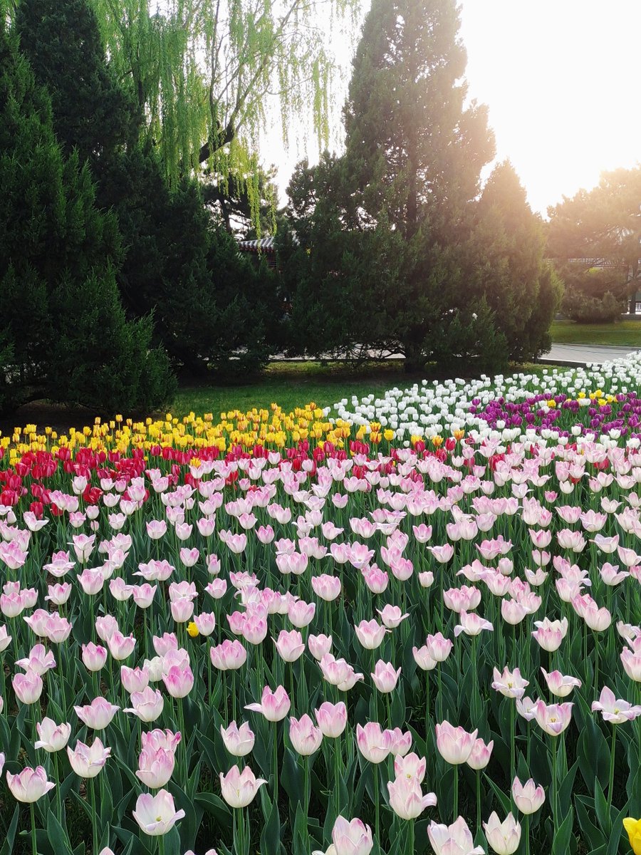Every time seeing these gorgeous flowers, I just wanna live in a tulip universe😺