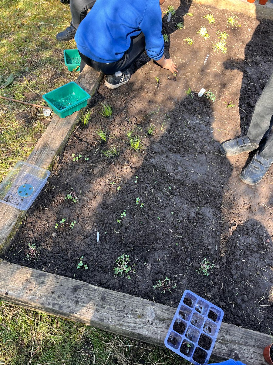 Year 5 (@yearfivebps) on Twitter photo Thanks to the warm weather, we are finally ready to plant our vegetable seedlings into our allotment! Great work Y5 <a href="/Blackwood_PS/">Blackwood Primary</a> Thanks to the warm weather, we are finally ready to plant our vegetable seedlings into our allotment! Great work Y5 <a href="/Blackwood_PS/">Blackwood Primary</a>