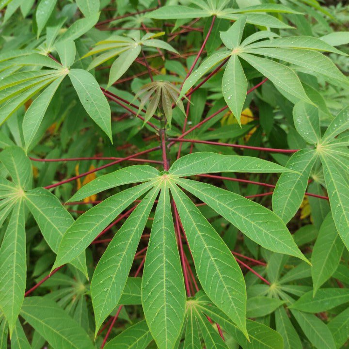 SAFO NYAME HERBAL THERAPEUTICS tweet media