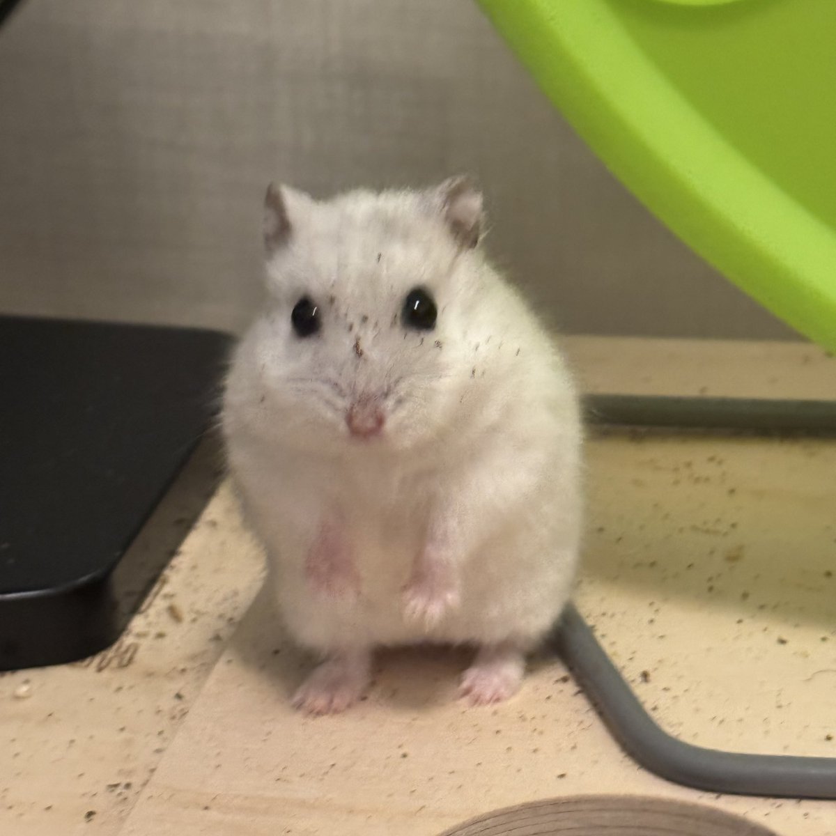 쿠디미 흙놀햇더염