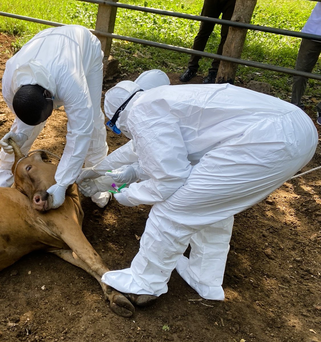FAOauTogo's tweet photo. Grâce au programme #ISAVET, 20 jeunes professionnels en santé animale et environnementale seront bientôt outillés pour mieux surveiller les maladies animales et améliorer la réponse aux urgences de #SantéPublique.
Une étape cruciale pour un #Togo plus résilient !
#PREPRUS
2/2 https://t.co/XYCXbRwrLy