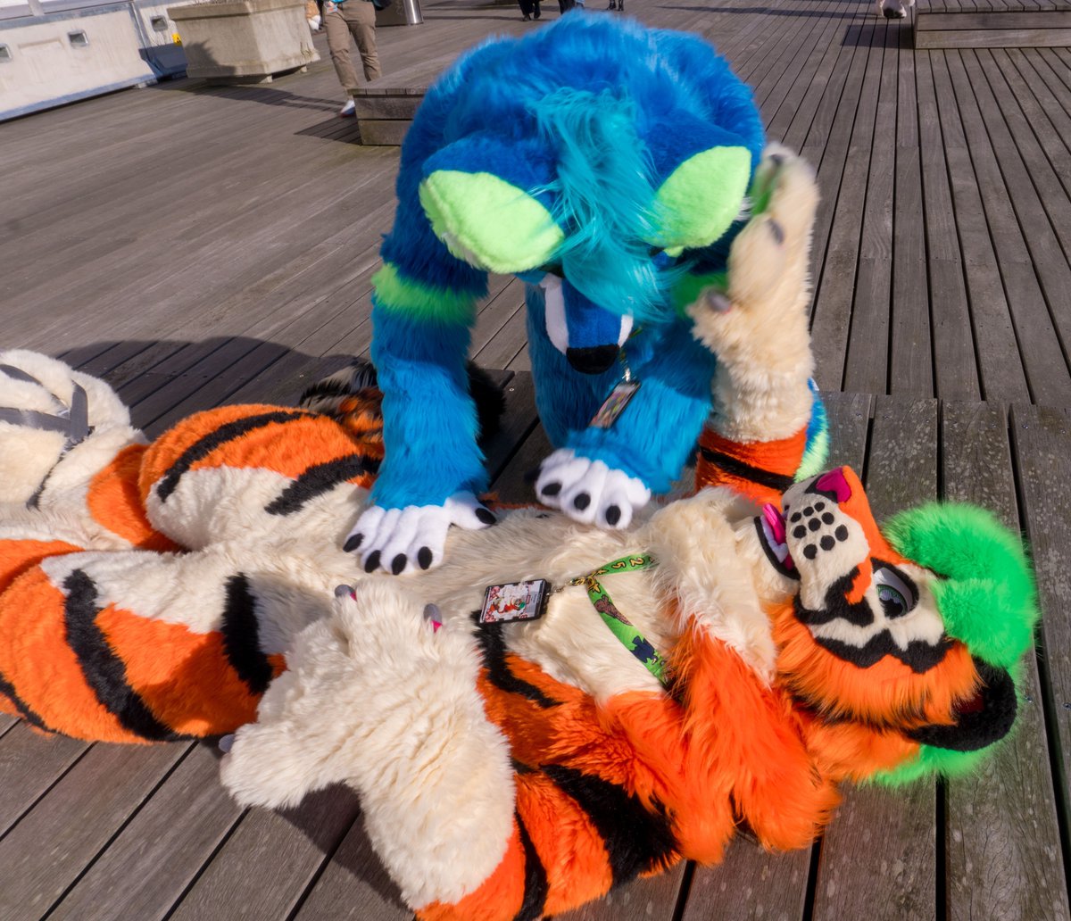 Fluffel (@fluffel_wolf) on Twitter photo Bellyrubs for <a href="/BetelFox/">๐๐๐๐ญ๐๐ฅ๐ ๐๐ฎ๐ฌ๐๐๐</a> / Rongo ๐๐ฏ
๐ท Leptus
#FursuitFriday #NFC2025 Bellyrubs for <a href="/BetelFox/">๐๐๐๐ญ๐๐ฅ๐ ๐๐ฎ๐ฌ๐๐๐</a> / Rongo ๐๐ฏ
๐ท Leptus
#FursuitFriday #NFC2025