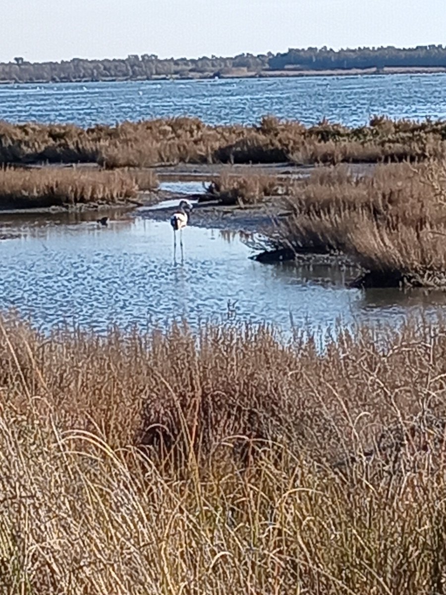 Bruni_Waltr_93's tweet photo. Come sistemo il #computer metterò altre foto del mio mare che è meraviglio 
Questo è uno #stagno non so se gli conoscete. qui si pescano i pesci le arselle nere poi ci sono quelle a cuore vongole anche le ostriche .Questo è un fenicottero
In lontananza ci sono altri #fenicotteri https://t.co/aAafehlIlt