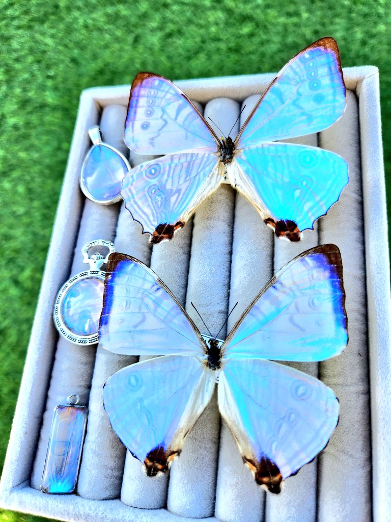 🦋ももすけ🦋【本物の蝶の羽でアクセサリー作る人