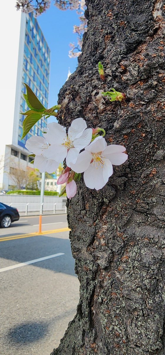 haedall08's tweet photo. 오늘 어무이 아부지따라 성모병원근처 벚꽃감상 산책따라갔다 찍었네유..
벚꽃구경 막차 잘타고 맛난저녁먹었네유 https://t.co/g5sak4264l