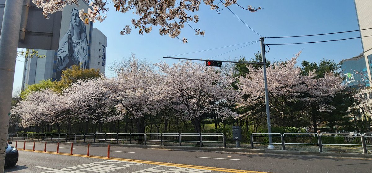haedall08's tweet photo. 오늘 어무이 아부지따라 성모병원근처 벚꽃감상 산책따라갔다 찍었네유..
벚꽃구경 막차 잘타고 맛난저녁먹었네유 https://t.co/g5sak4264l