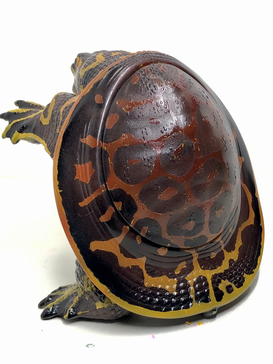 フロリダスッポンの幼体です。 試作だし未完成だけど上げてしまおう