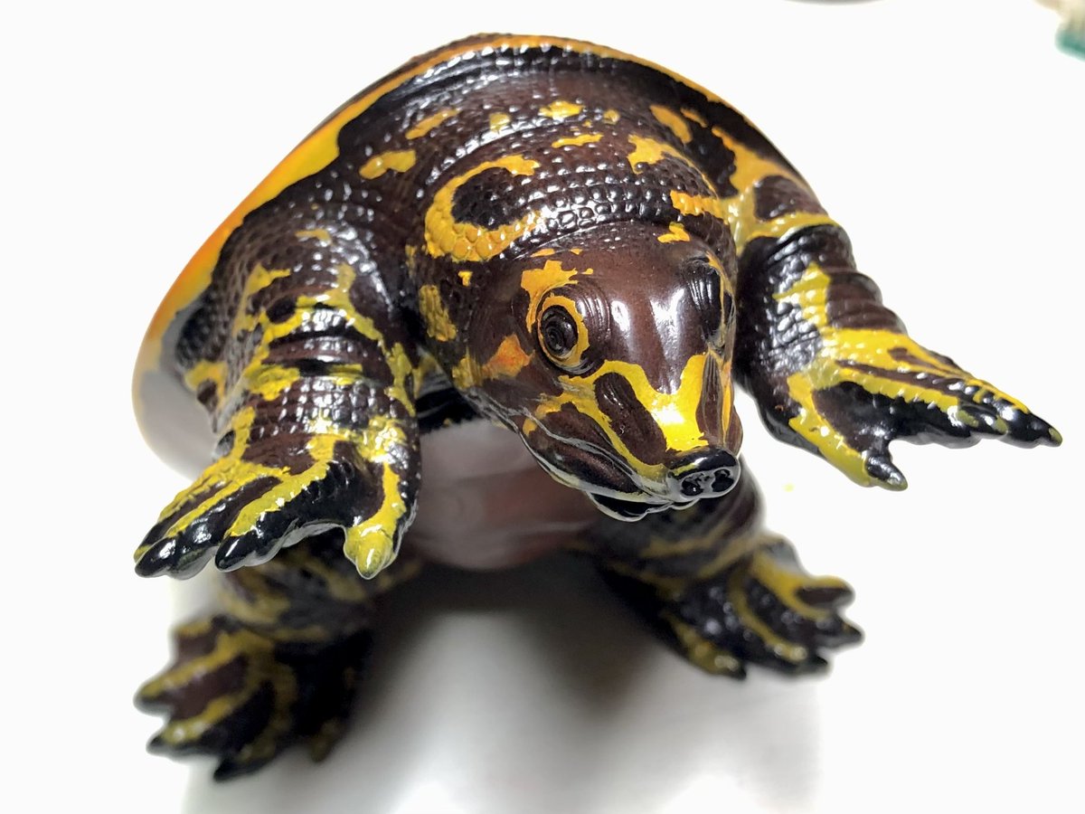 フロリダスッポンの幼体です。 試作だし未完成だけど上げてしまおう