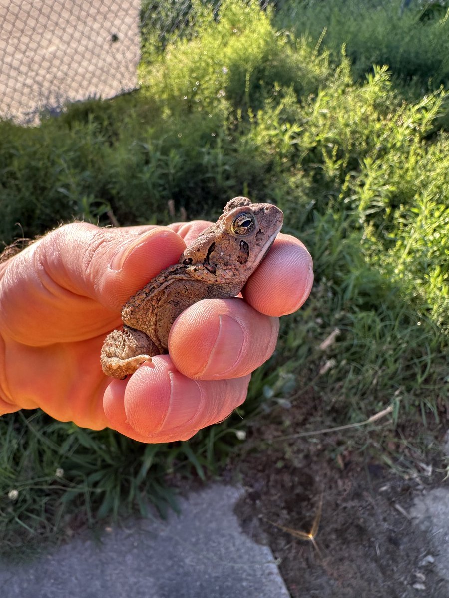 This guy rode somewhere on my truck all the way to work this morning.