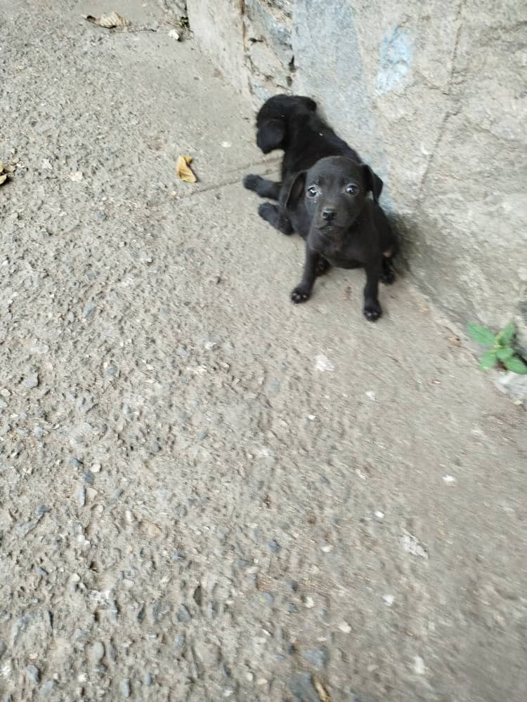 Reporta <a href="/infomacaracuay/">INFOMACARACUAY</a>: Estos cachorritos los abandonaron en la Av Chacao de la urbanización #Macaracuay hoy #11Abril aún sin un rescatista que los retengan .Si están buscando adoptar está es la mejor oportunidad.